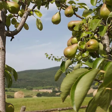 Collepina Farma Amelia