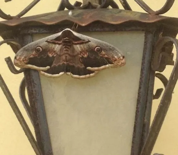 Feriegård Collepina *